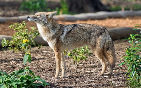 coyote unblocked